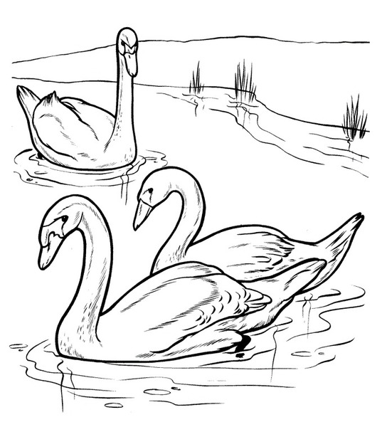 Kaczka dziwaczka kolorowanki